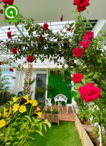 hanging plant