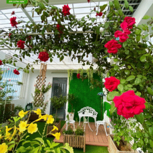 hanging plant