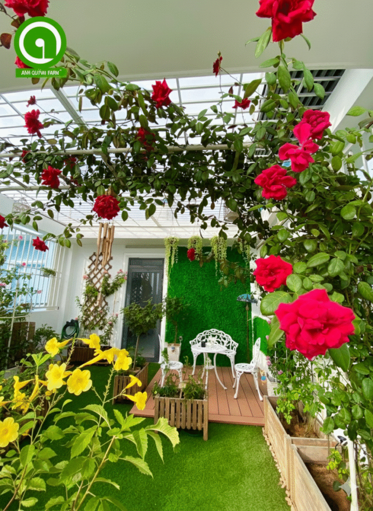 Hoa Hồng Leo Đỏ Red Monalisa nở rực rỡ trên giàn hoa