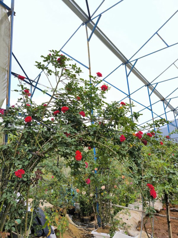 hanging plant