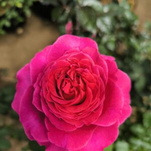 hoa hong leo kate