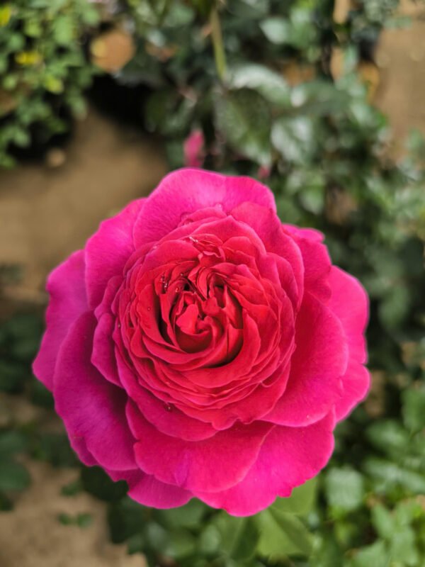 hoa hong leo kate