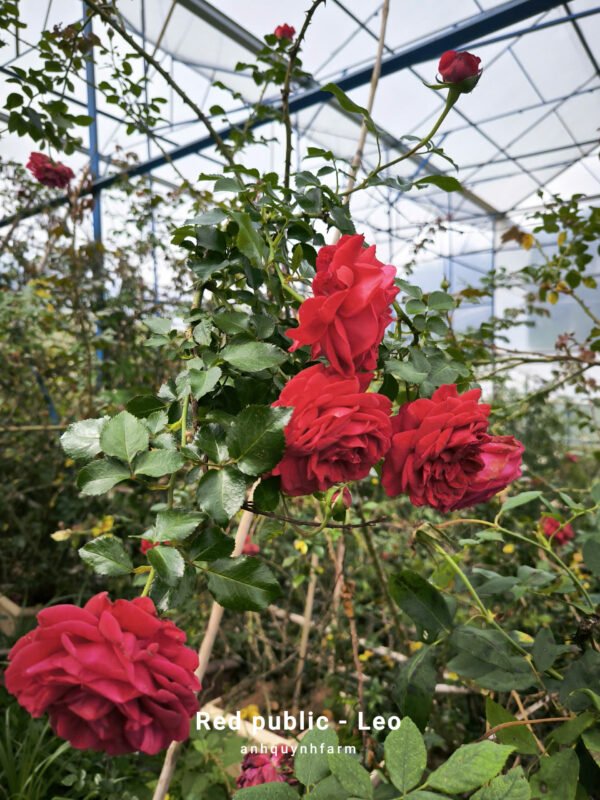 hoa hồng leo Đỏ red public