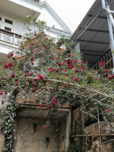 hoa hồng leo Đỏ red public