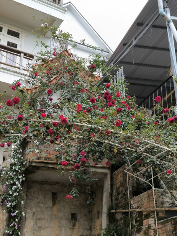 hoa hồng leo Đỏ red public