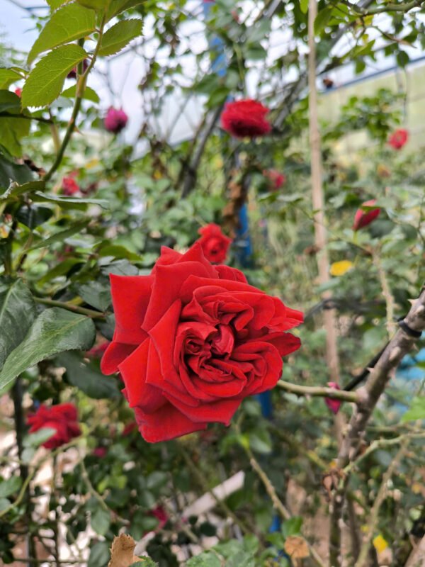 hoa hồng leo Đỏ red public