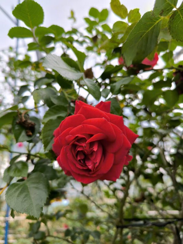 hoa hồng leo Đỏ red public