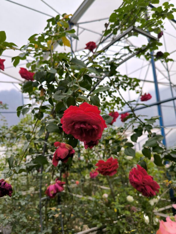 hoa hồng leo Đỏ red public