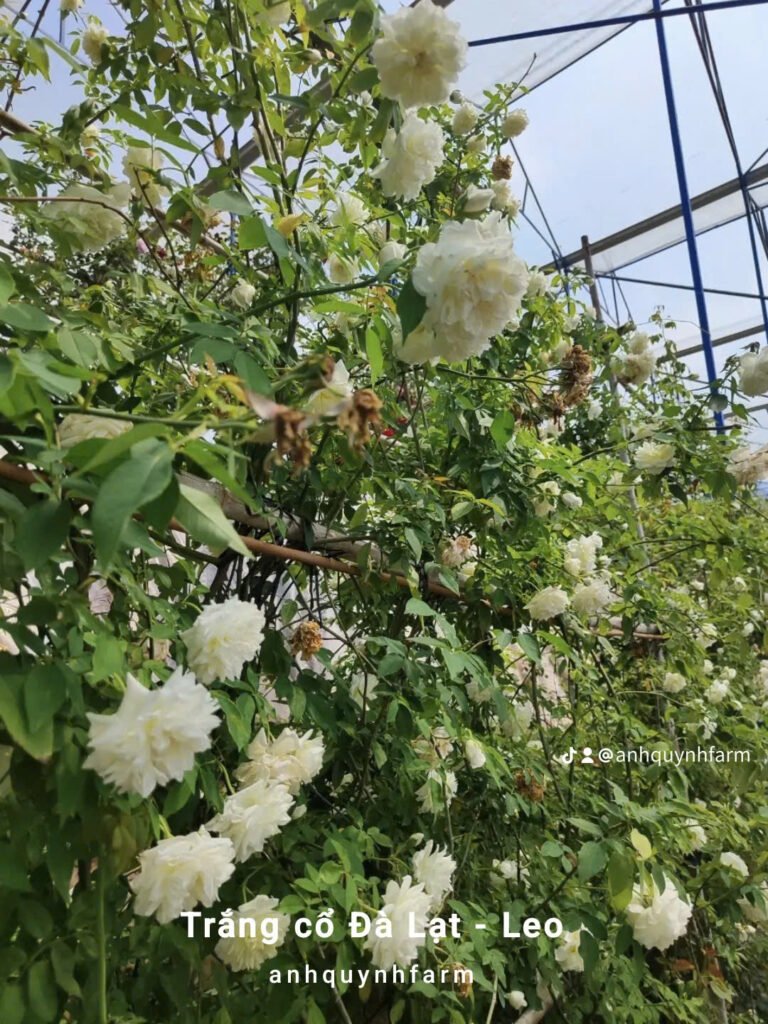 hoa hồng leo trắng cổ Đà lạt