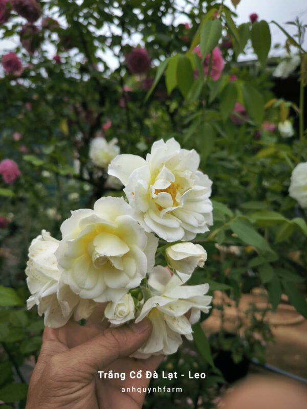 hoa hồng leo trắng cổ Đà lạt