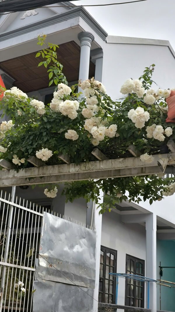 hoa hồng leo trắng cổ Đà lạt