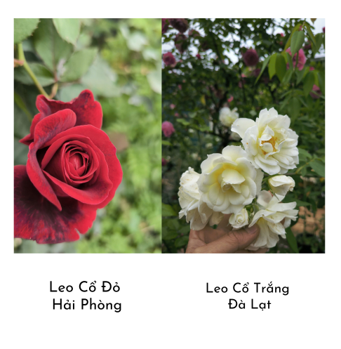 hoa hong leo