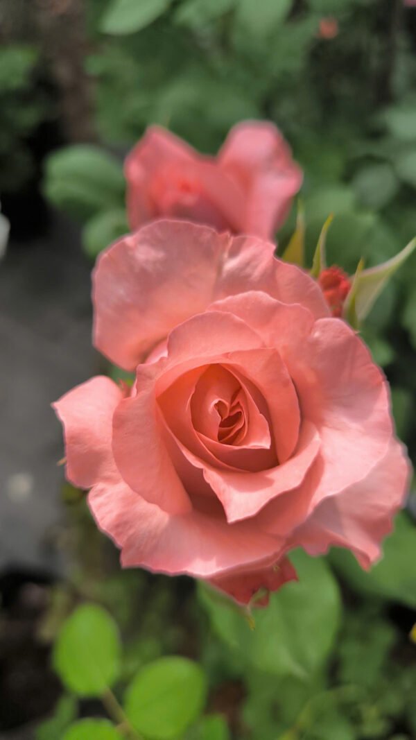 hoa hồng corail gelee cam