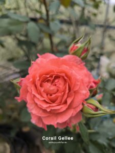 hoa hồng corail gelee cam