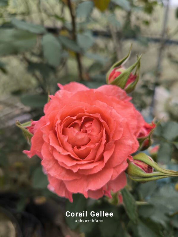 hoa hồng corail gelee cam