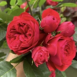 hoa hồng ngoại red apple