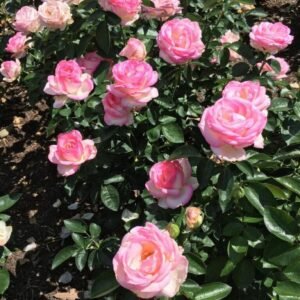 hoa hồng bụi princesse de monaco