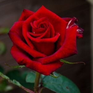 Hoa Hồng Bụi Đỏ Red Valentine