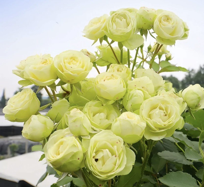 hoa hồng xanh creamy eden hoa hồng xanh creamy eden