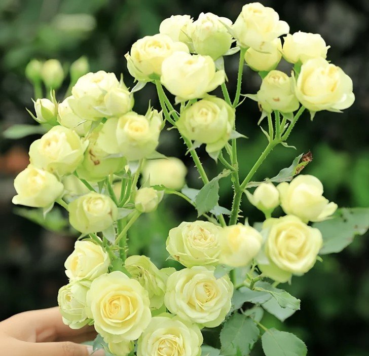 hoa hồng xanh creamy eden hoa hồng xanh creamy eden