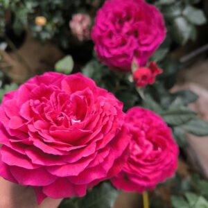 hoa hồng bông to janice kellogg