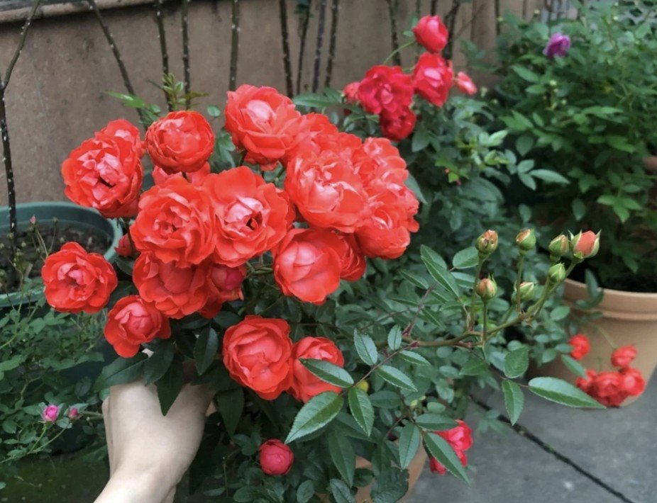 hoa hồng trứng cam margo koster hoa hồng trứng cam margo koster