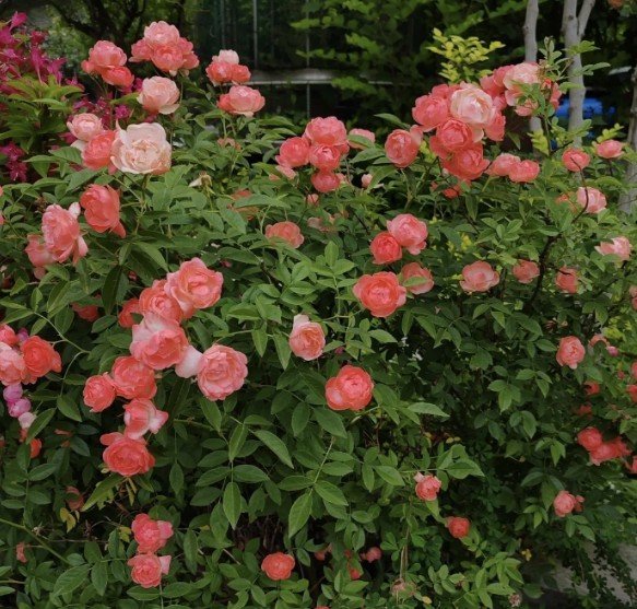 hoa hồng trứng cam margo koster hoa hồng trứng cam margo koster