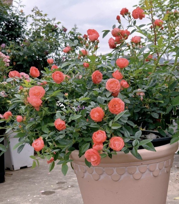 hoa hồng trứng cam margo koster hoa hồng trứng cam margo koster