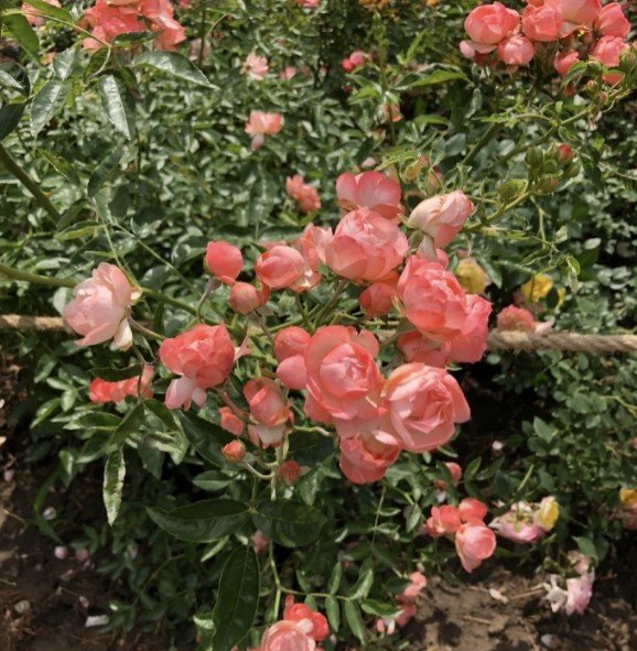 auto draft auto draft