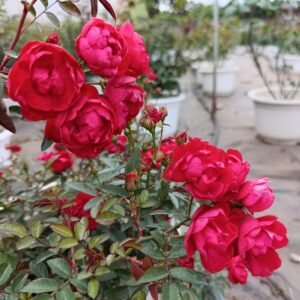 hoa hồng trứng Đỏ red koster