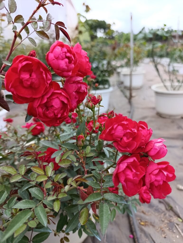 Hoa Hồng Trứng Đỏ với sắc đỏ nổi bật