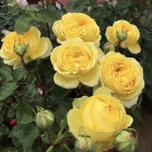 hoa hồng bụi catalina