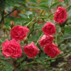 hoa hồng bụi chùm son