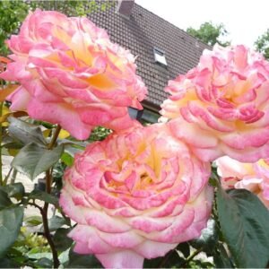 hoa hồng ngoại kordes jubilee