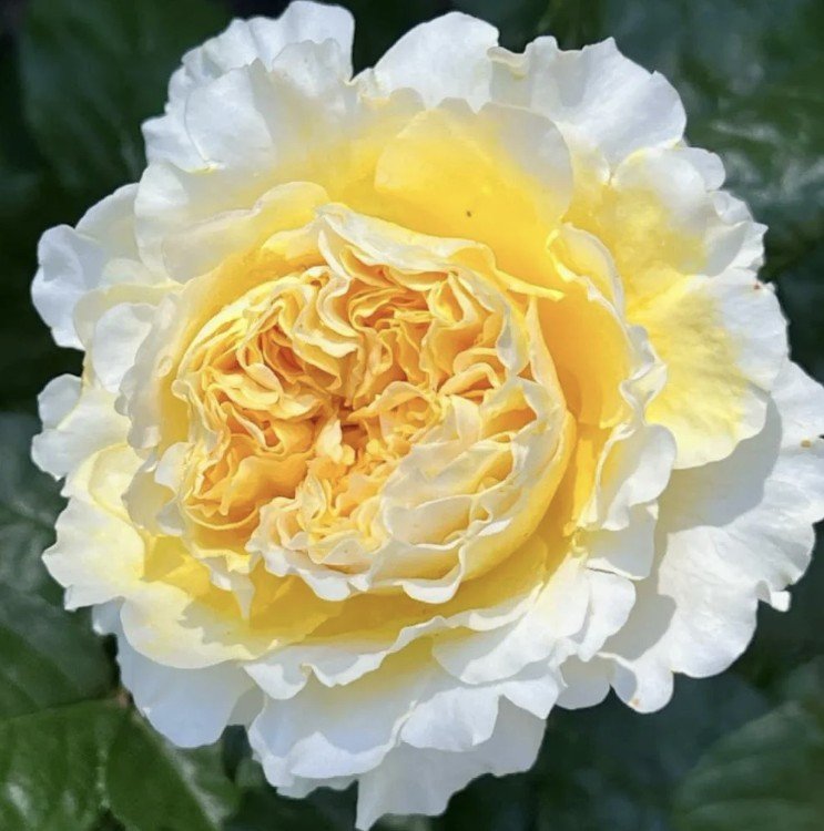 hoa hồng ngoại beatrice hoa hồng ngoại beatrice