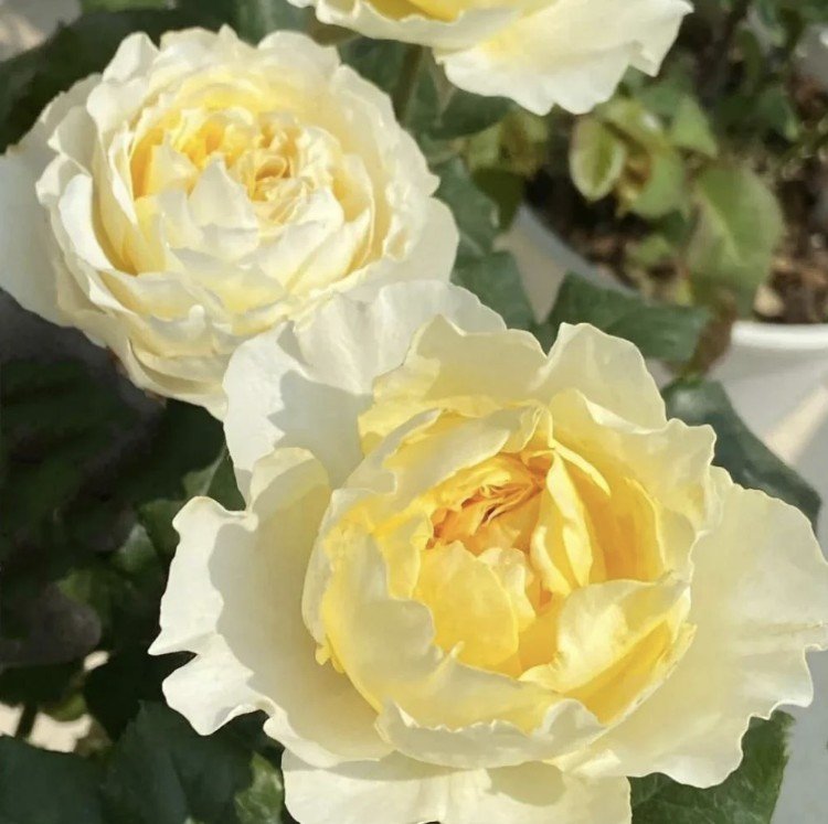 hoa hồng ngoại beatrice hoa hồng ngoại beatrice