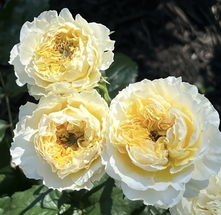 hoa hồng ngoại beatrice hoa hồng ngoại beatrice