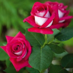 hoa hồng ngoại monica bellucci