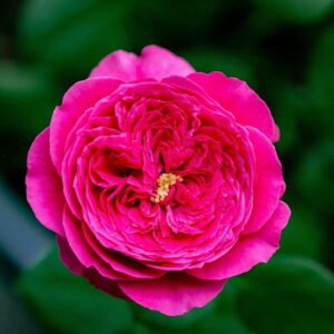 hoa hồng ngoại pas de deux