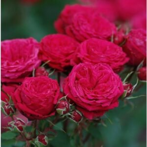 hoa hồng ngoại red monte