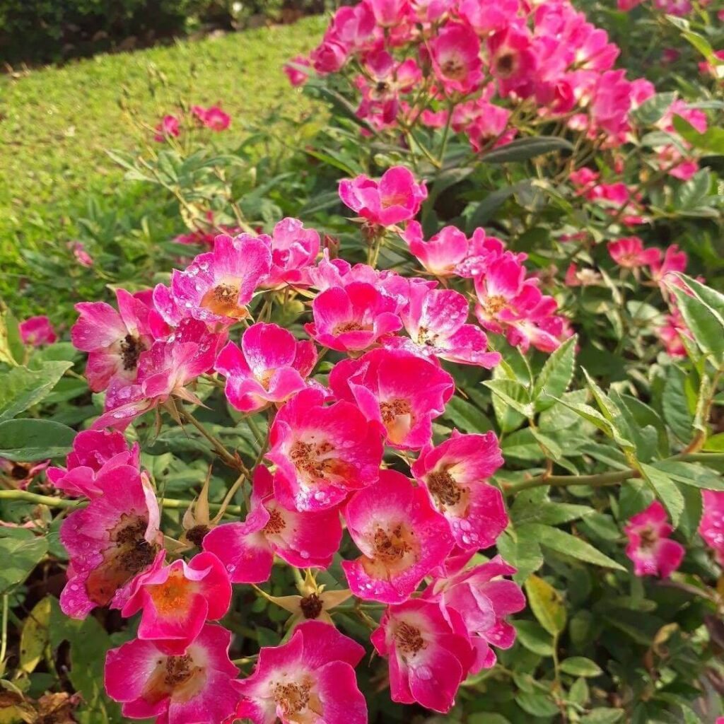 Hoa Hồng Bụi Hồng SanJith nở rực rỡ trong sân vườn