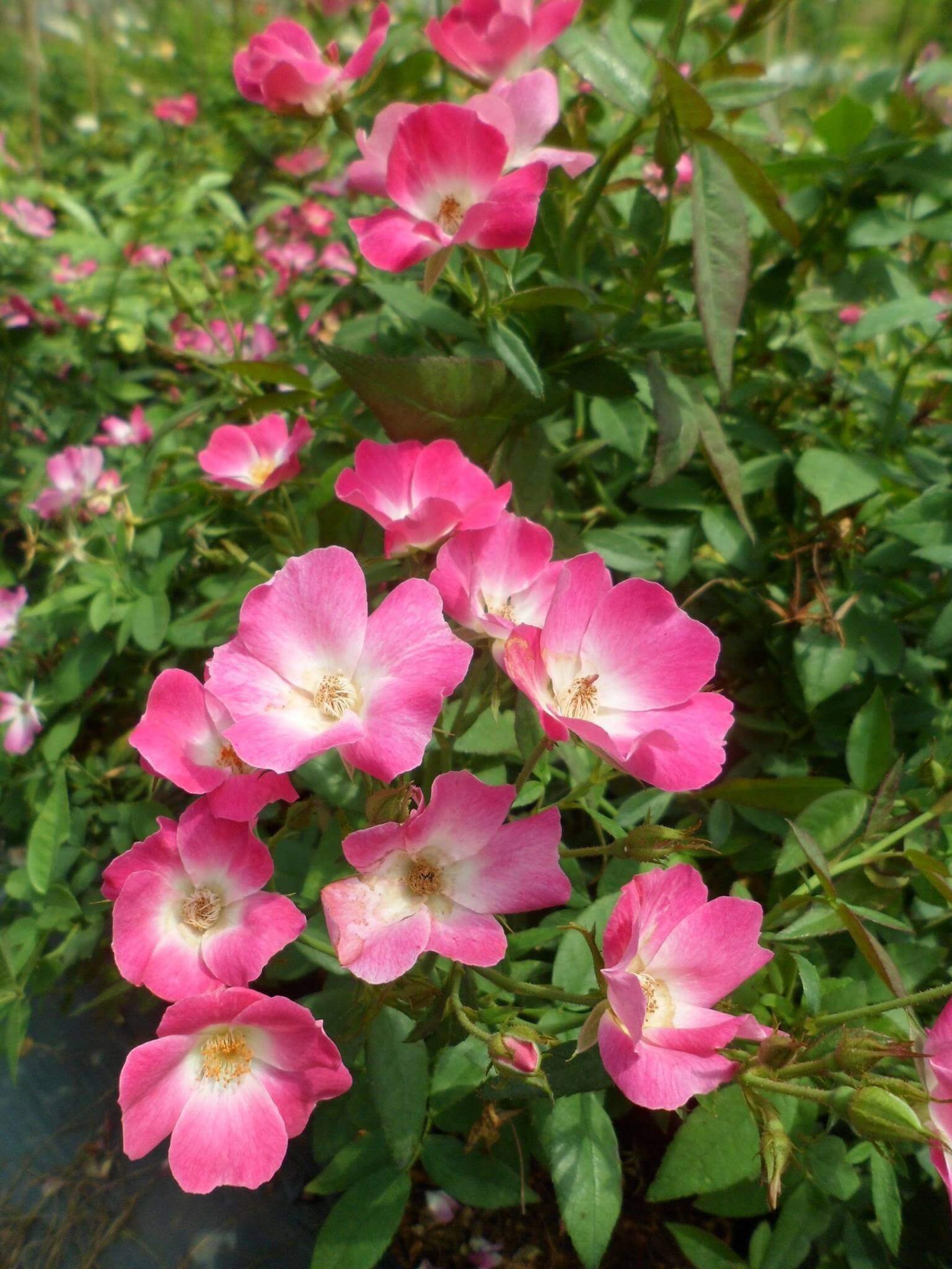 hoa hồng ngoại sanjith hoa hồng ngoại sanjith