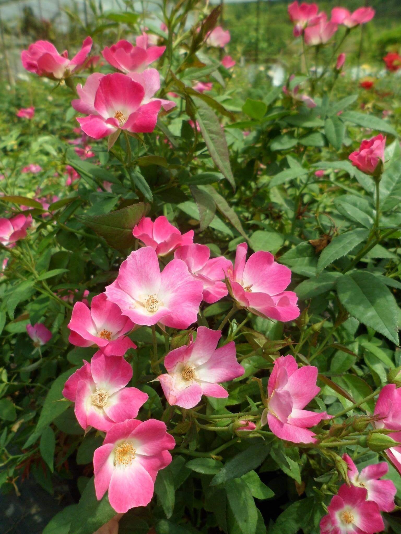 hoa hồng ngoại sanjith hoa hồng ngoại sanjith