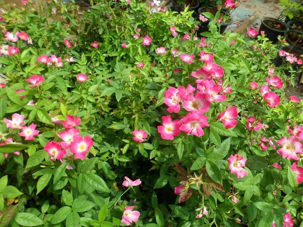 hoa hồng ngoại sanjith hoa hồng ngoại sanjith