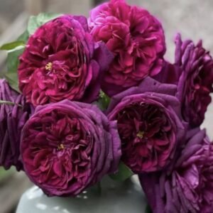 hoa hồng ngoại the prince