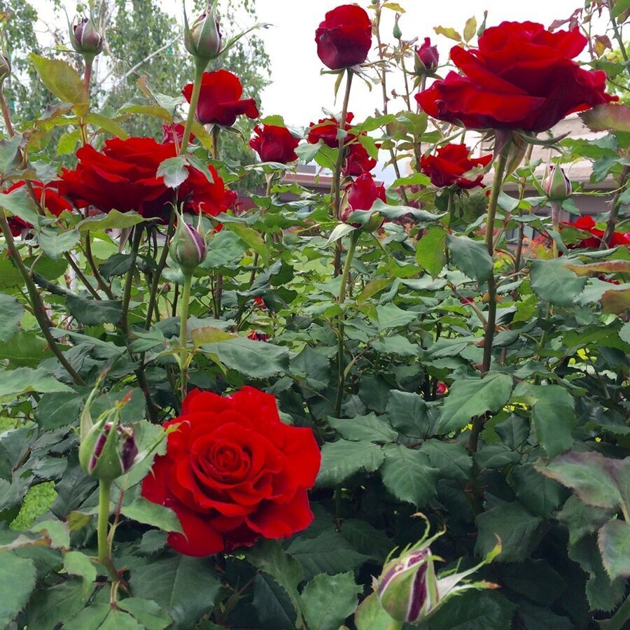 hoa hồng nhung Đỏ hoa hồng nhung Đỏ