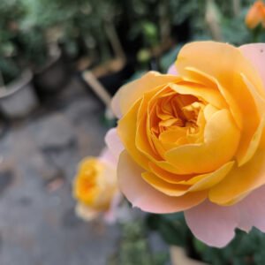 hoa hồng tezza cam cá hồi