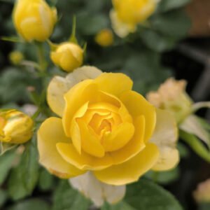 hoa hồng tezza vàng