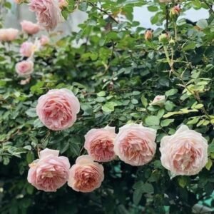 hoa hồng leo abraham darby