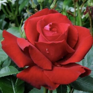 hoa hồng nhung đỏ ingrid bergman